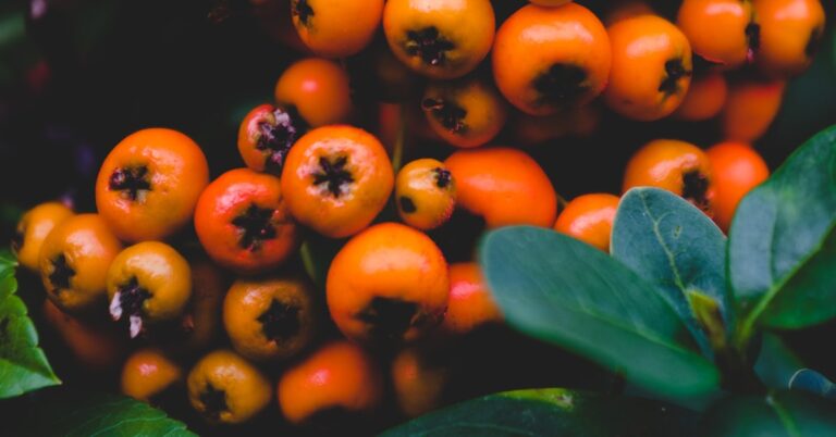 huckleberry above one’s persimmon: Idiom Meaning and Origin