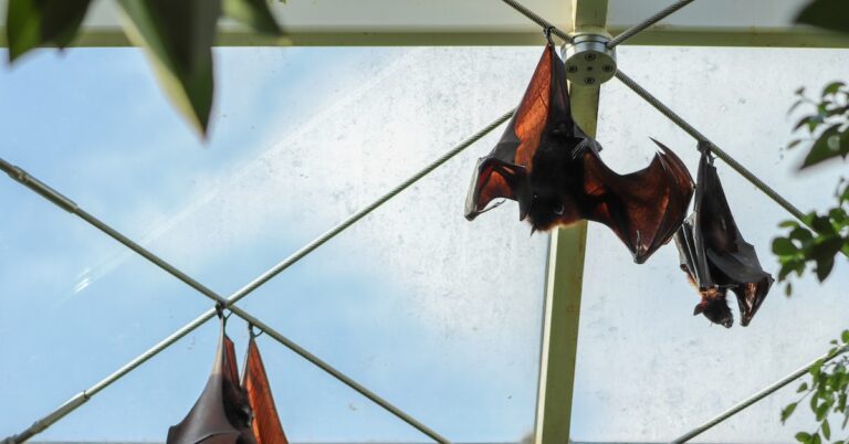 bat the breeze: Idiom Meaning and Origin