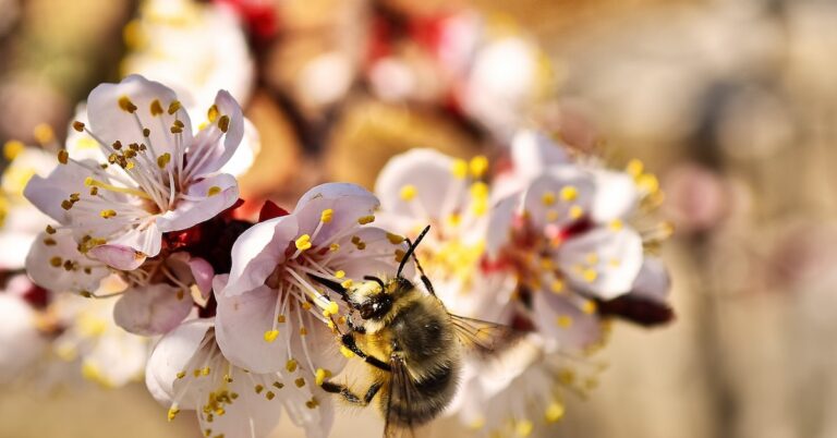 put the bee on: Idiom Meaning and Origin