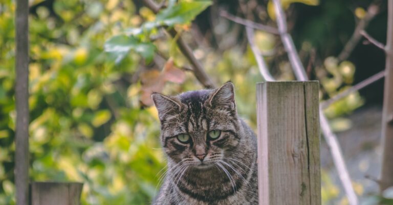 put the cat among the pigeons: Idiom Meaning and Origin