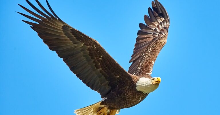 eagle eye: Idiom Meaning and Origin