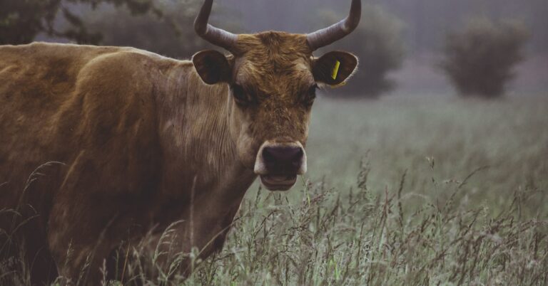 sacred cow: Idiom Meaning and Origin