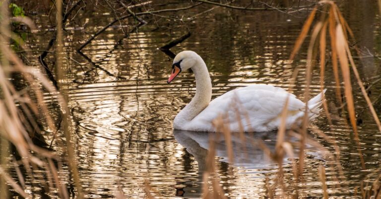 swan song: Idiom Meaning and Origin