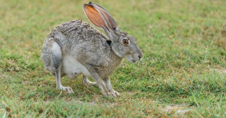 hopping mad: Idiom Meaning and Origin