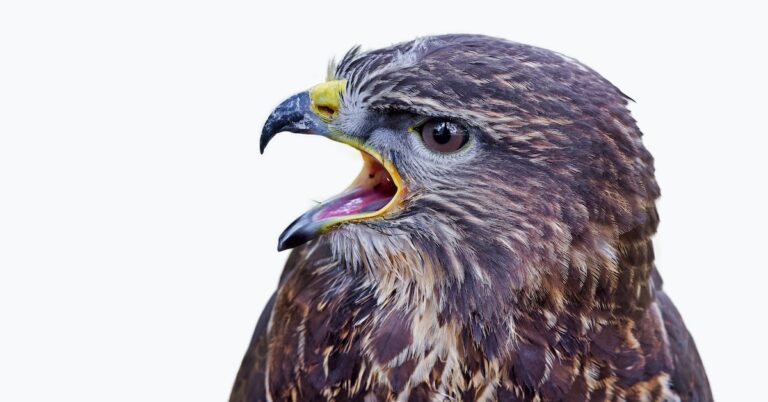 stink a buzzard off a gut wagon: Idiom Meaning and Origin